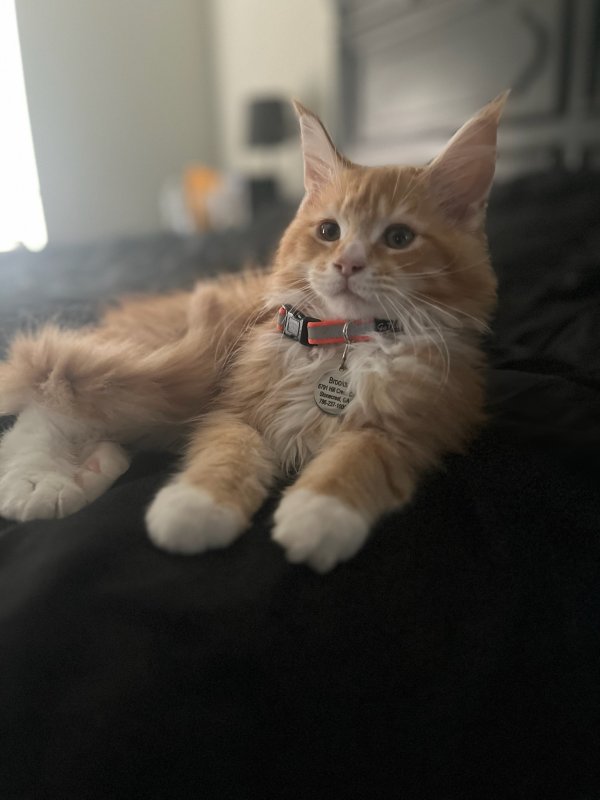 Lost Maine Coon in Georgia
