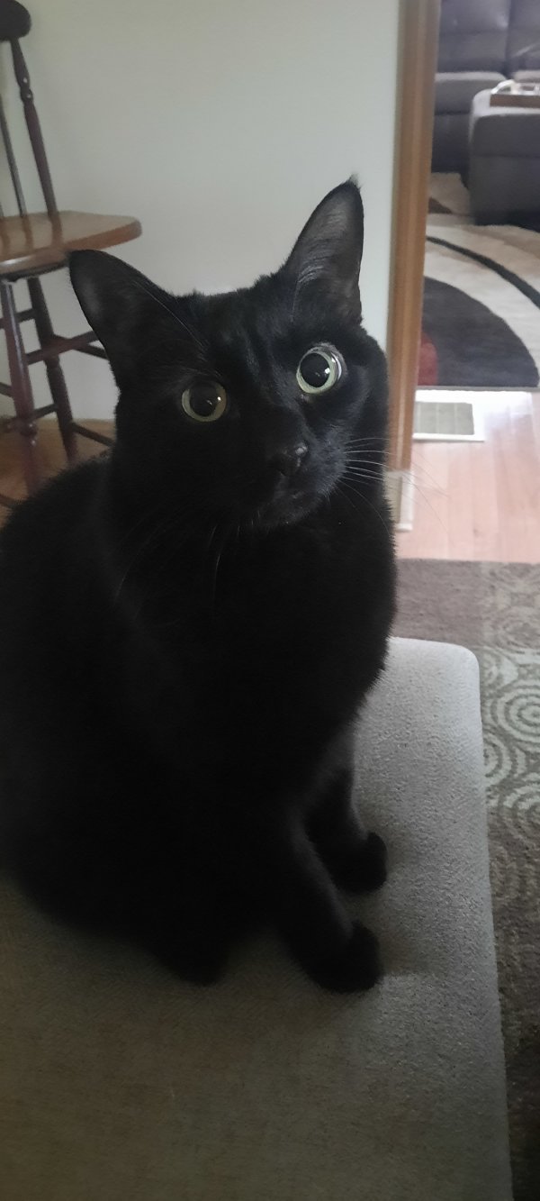 Safe Cat in Haverhill, MA