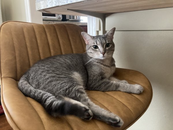 Safe Cat in Lone Pine, CA