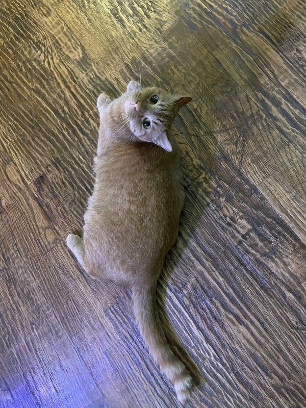 Safe American Shorthair in Dallas, TX