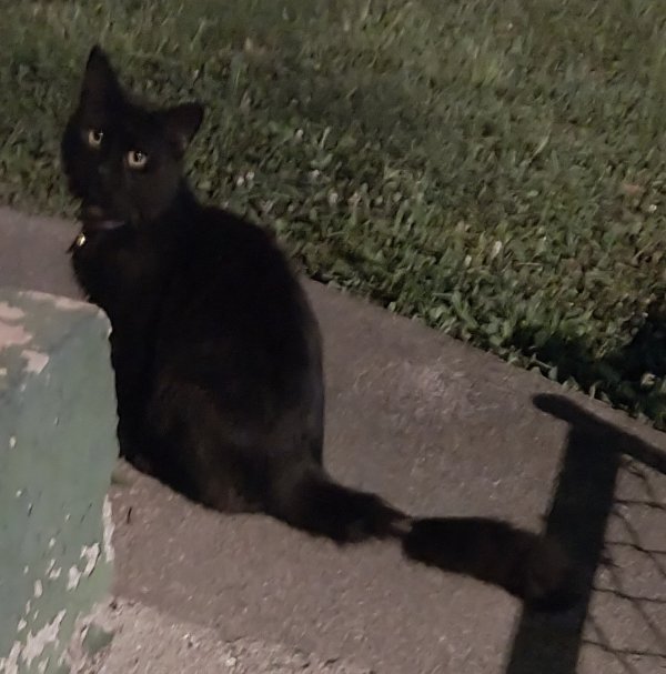 Safe Cat in Dayton, OH