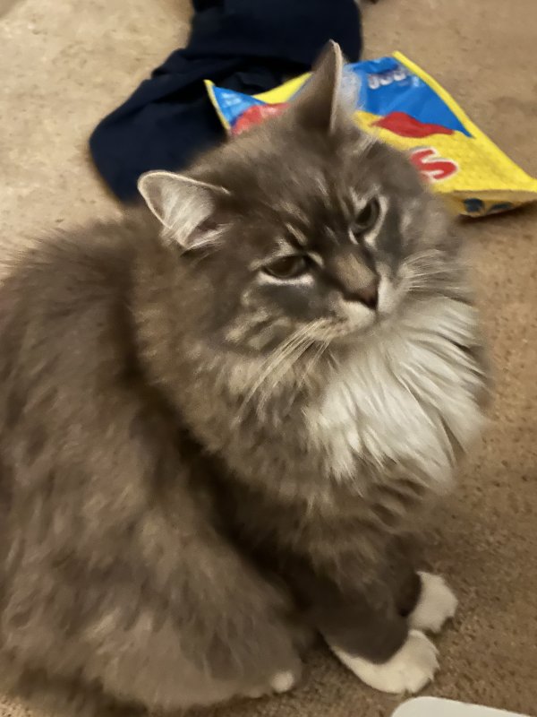 Safe Domestic Long Hair in Smithfield, UT