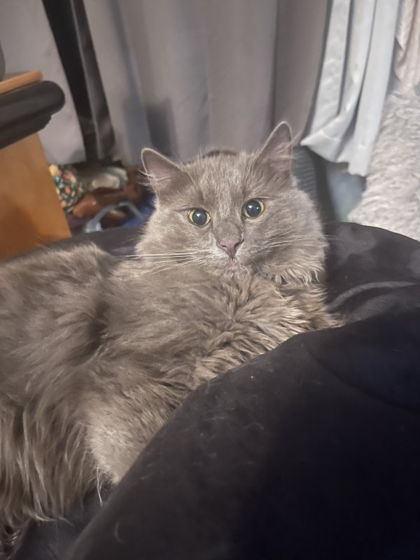 Safe Maine Coon in Thousand Oaks, CA