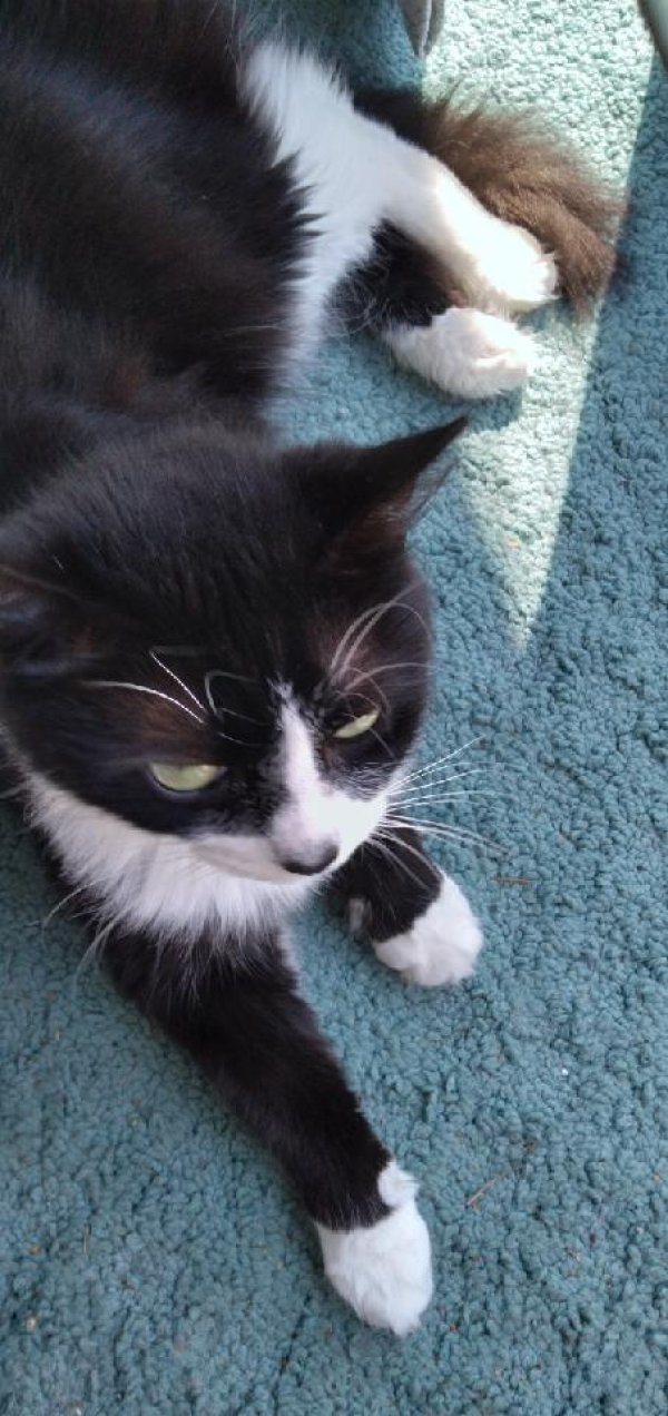 Safe Cat in Gulf Breeze, FL