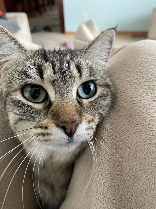 Safe Domestic Short Hair in Eden Prairie, MN