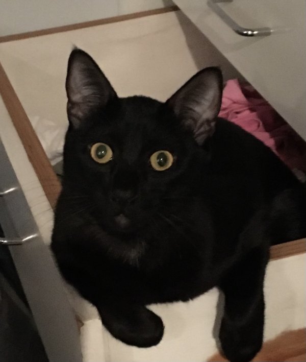Safe Cat in San Marcos, CA
