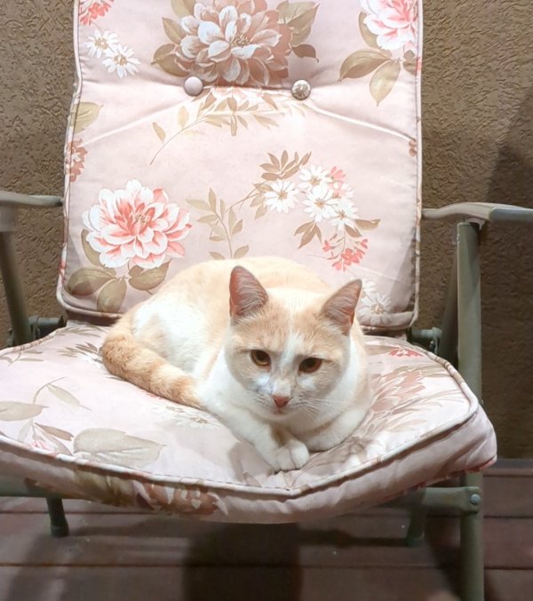 Safe Cat in Bountiful, UT