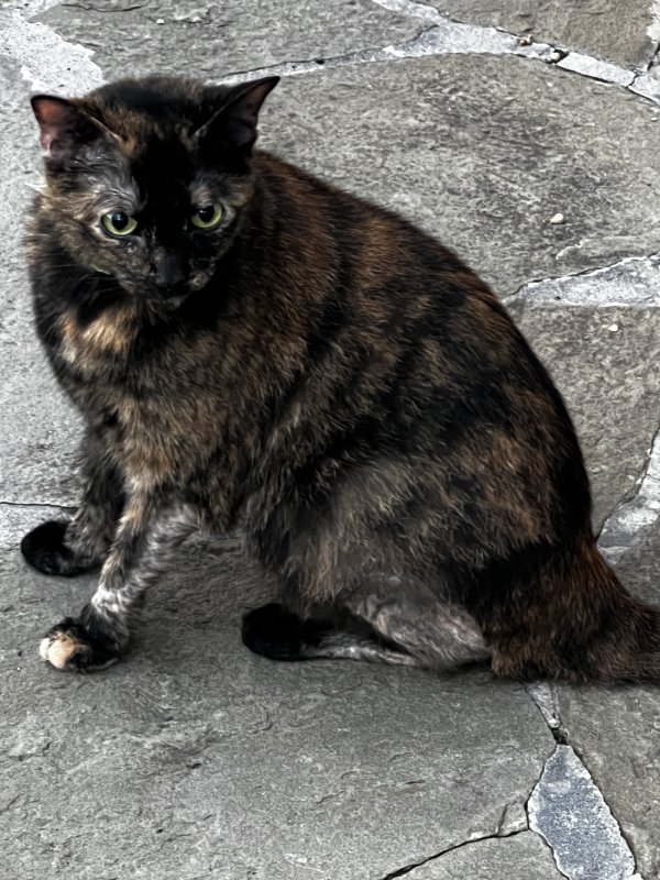 Safe Cat in Houston, TX