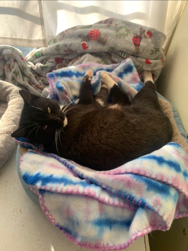 Safe Domestic Short Hair in Medicine Lodge, KS