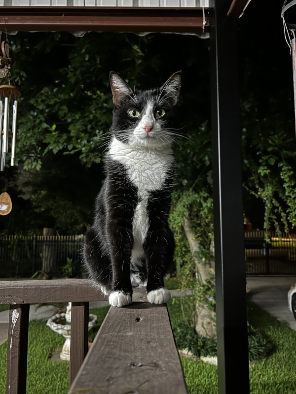 Safe American Shorthair in Houston, TX