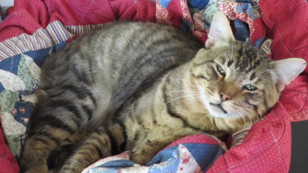 Safe American Shorthair in Tracy, CA