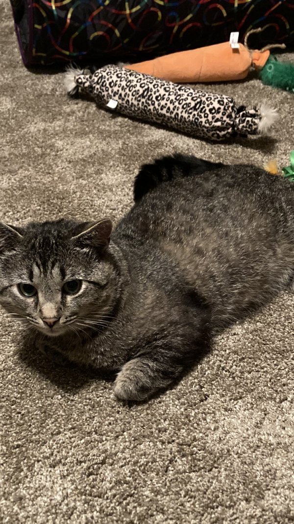 Safe Cat in Eastlake, OH