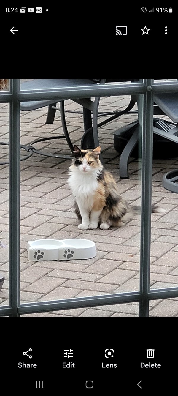 Safe Cat in Plainfield, IL