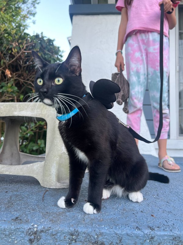 Safe Cat in Orlando, FL