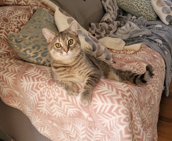 Lost Domestic Short Hair in Pennsylvania