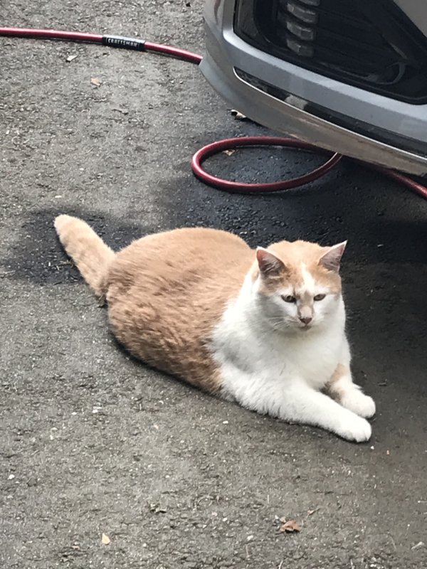 Safe Cat in Warwick, RI