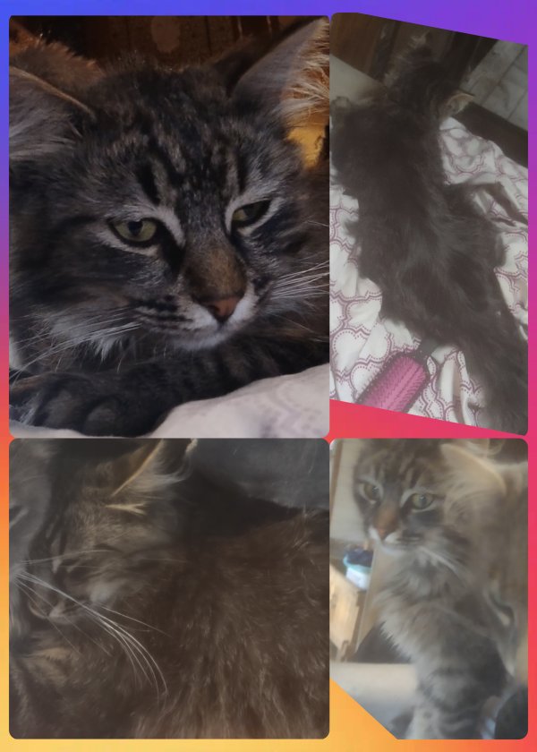 Safe Maine Coon in Ogden, UT