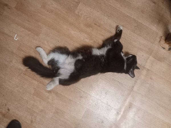 Safe Cat in San Jose, CA