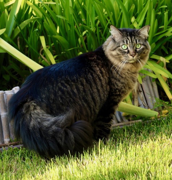 Safe Domestic Long Hair in Los Angeles, CA
