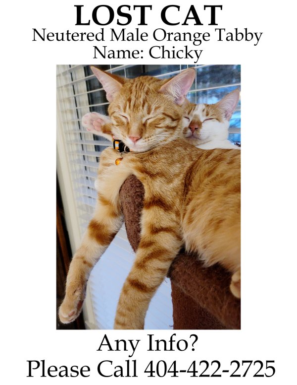 Lost American Shorthair in Georgia