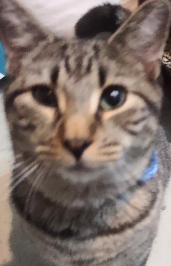 Safe Domestic Short Hair in Melbourne, FL
