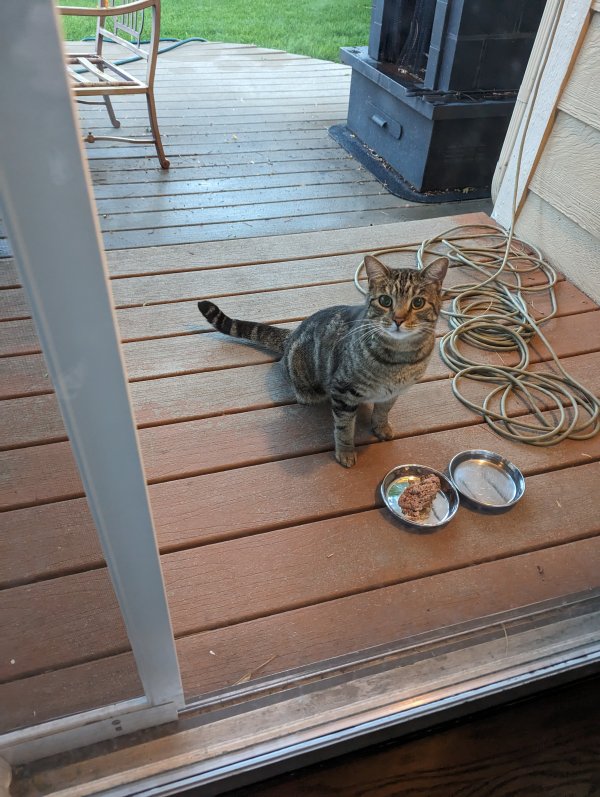 Safe American Shorthair in Littleton, CO