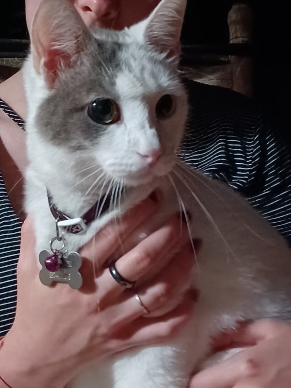 Safe Domestic Short Hair in Porter, TX