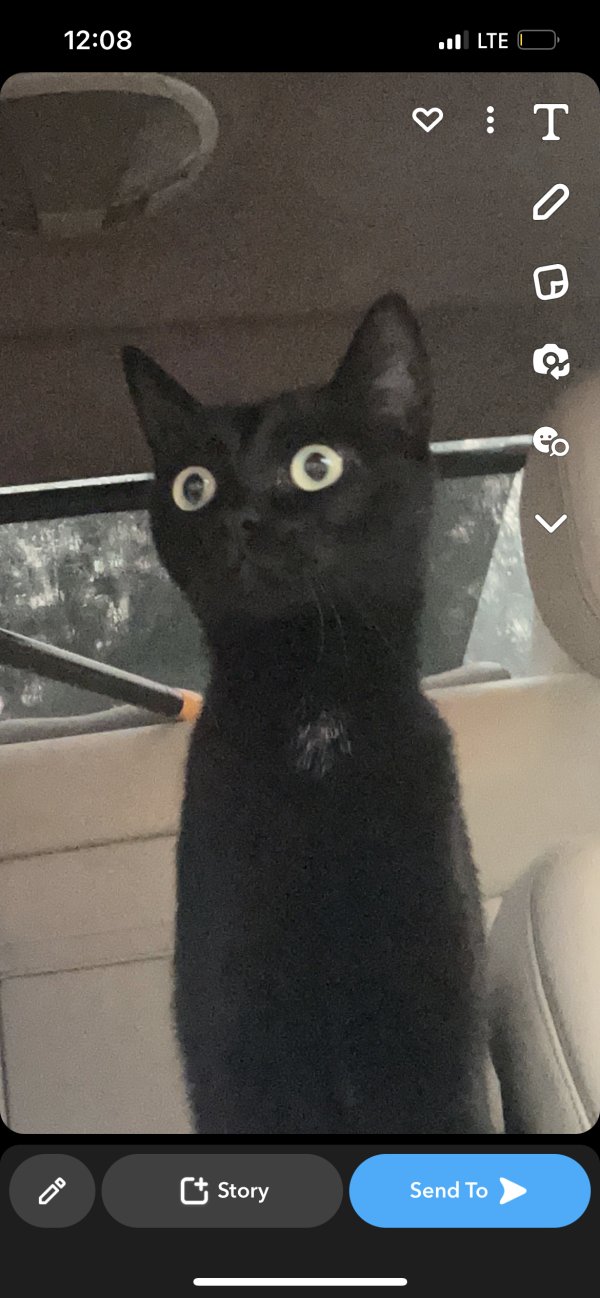 Safe Cat in Raleigh, NC