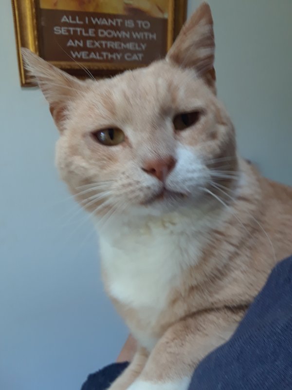 Safe Domestic Short Hair in Rochester, NY