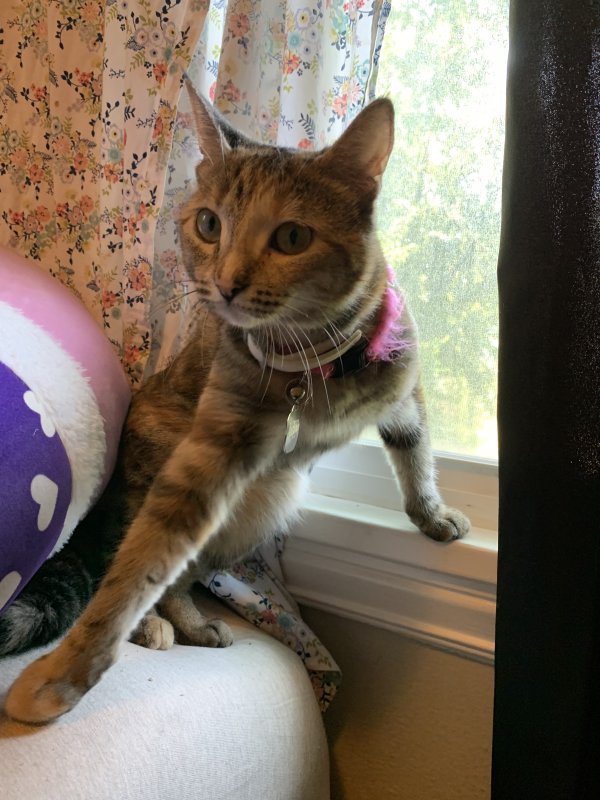 Safe American Shorthair in Kennewick, WA