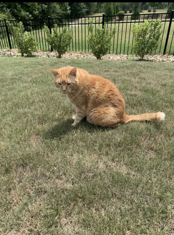 Safe Domestic Short Hair in Rolesville, NC