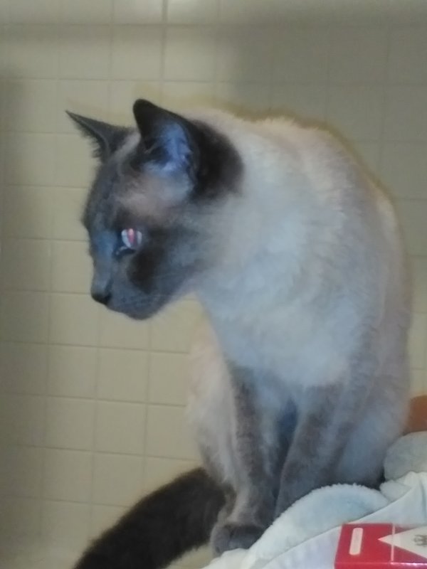 Safe Siamese in Gardena, CA