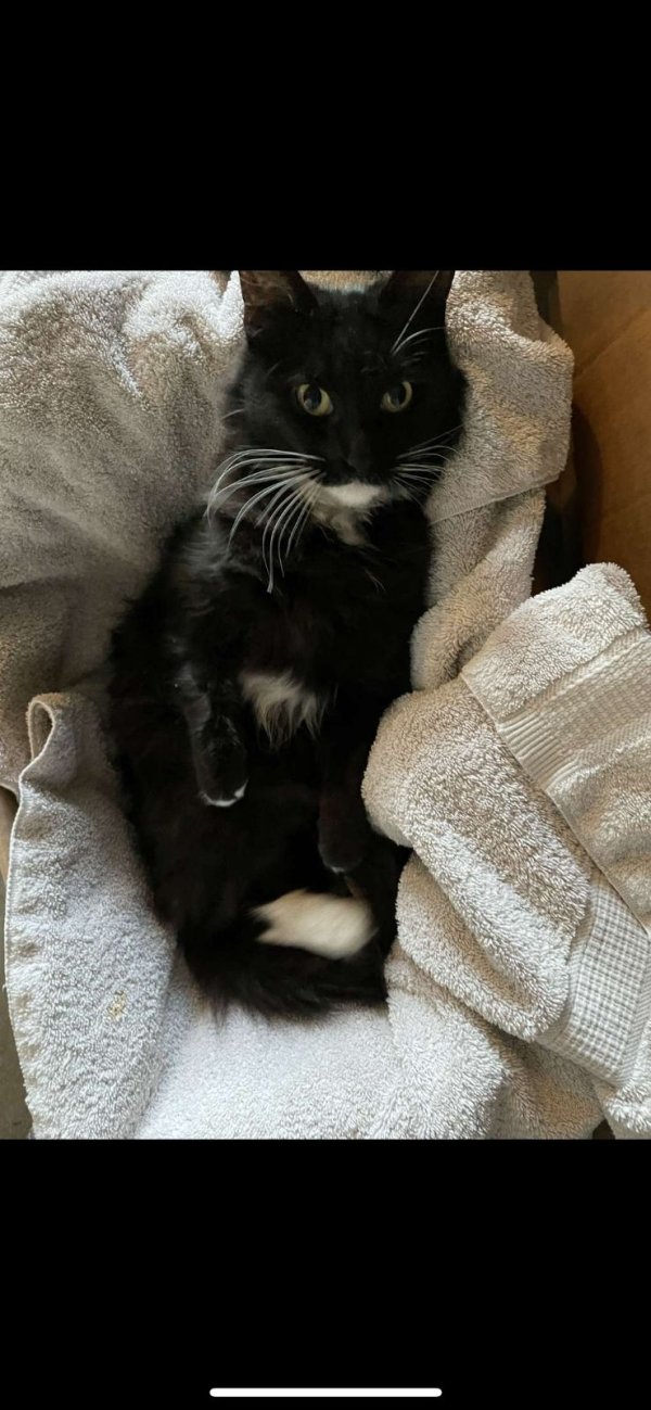 Safe Cat in Antioch, CA