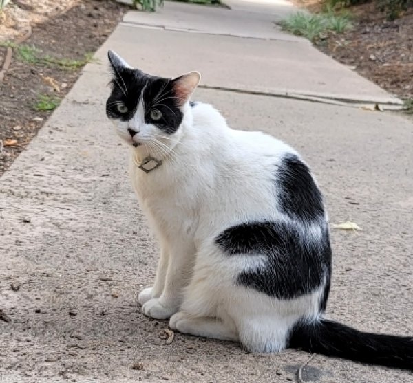 Safe American Shorthair in Fullerton, CA