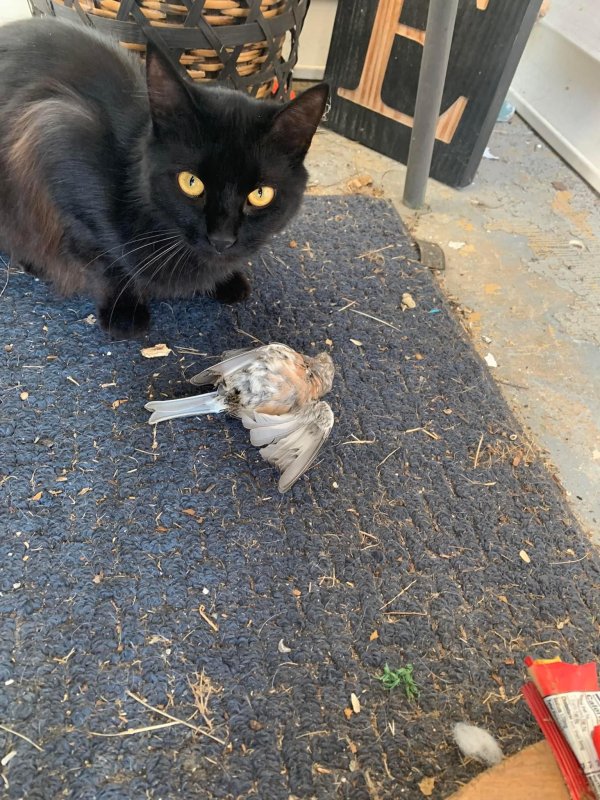 Safe Domestic Long Hair in Sparta, TN