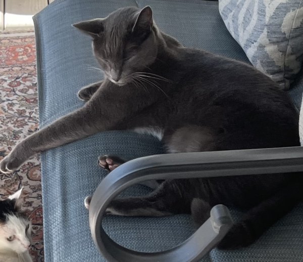 Safe Russian Blue in Roswell, GA
