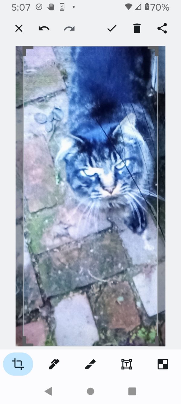 Safe Cat in Bremerton, WA
