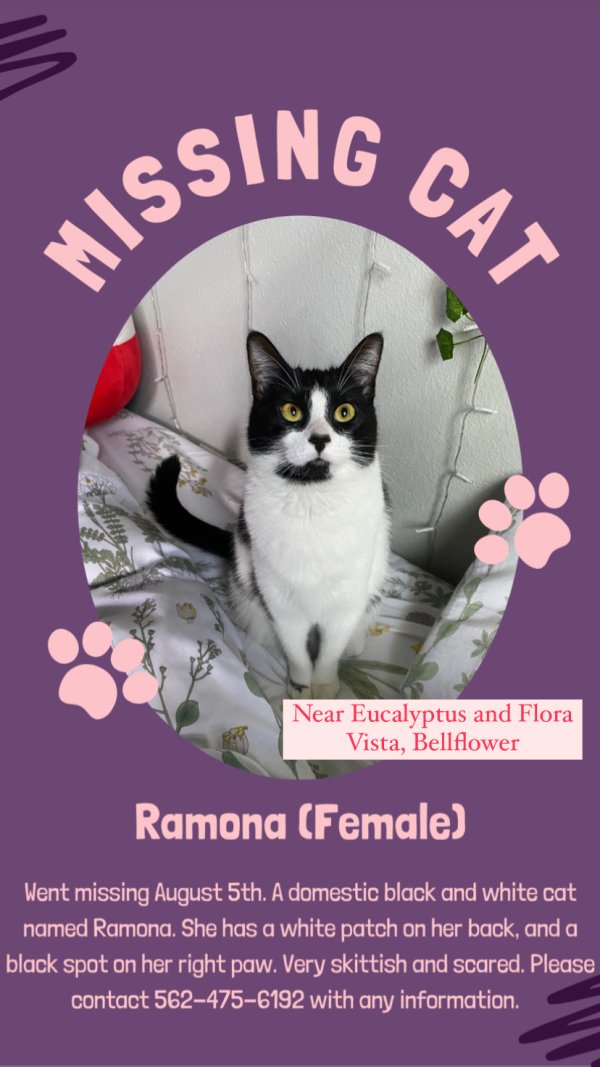Safe Domestic Short Hair in Bellflower, CA