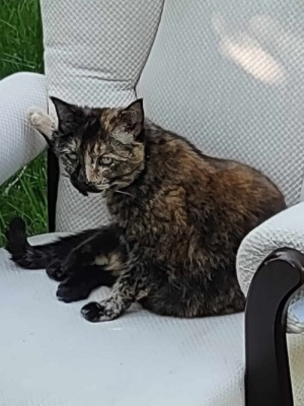 Safe Cat in Worcester, MA