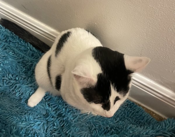 Safe Cat in Houston, TX