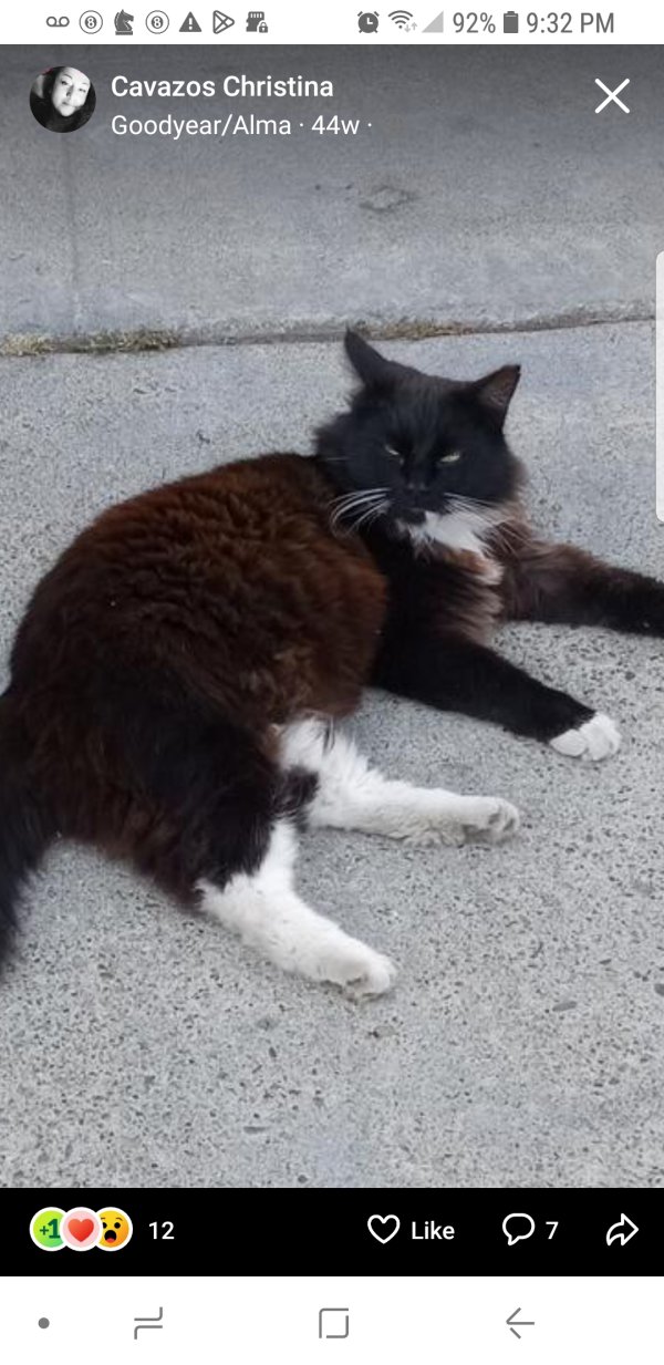 Safe Domestic Long Hair in San Jose, CA