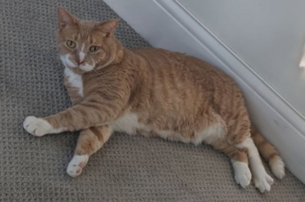 Safe Cat in Burlington, MA