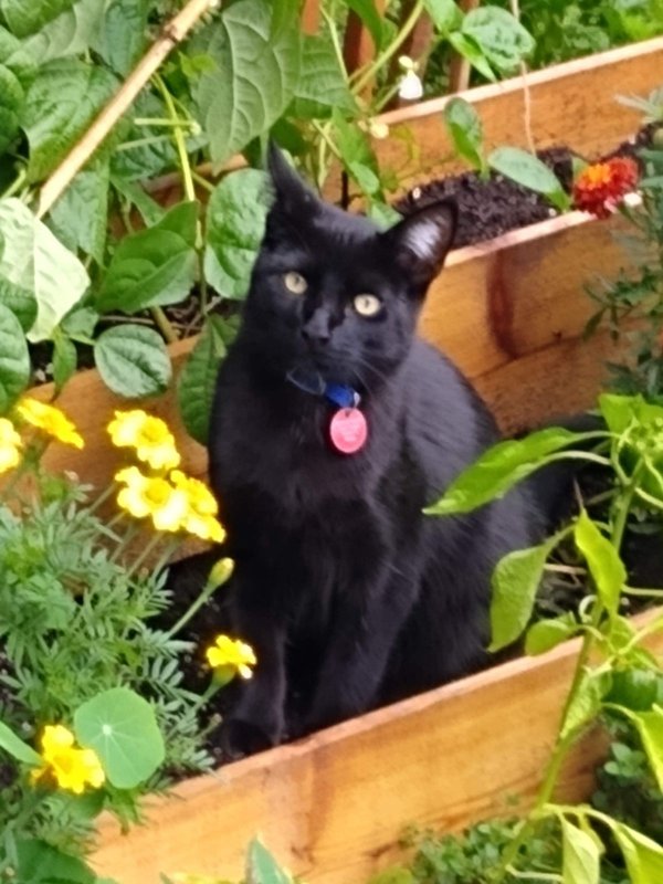 Safe Cat in Blaine, WA