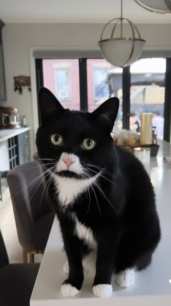 Safe Cat in Revere, MA