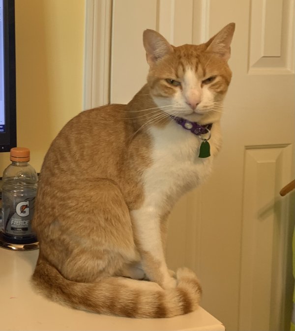 Safe American Shorthair in Marietta, GA