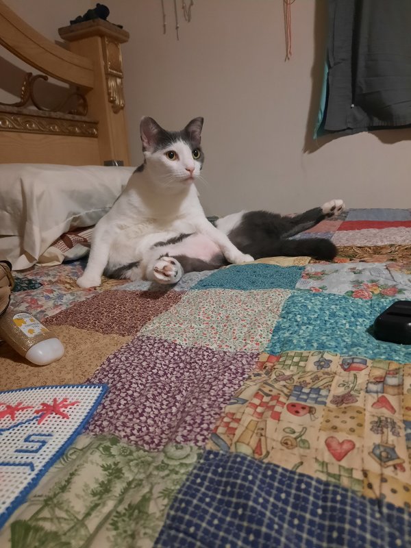 Safe Cat in Charleston, TN