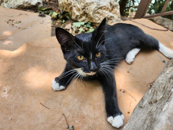 Safe Cat in Sandy, UT