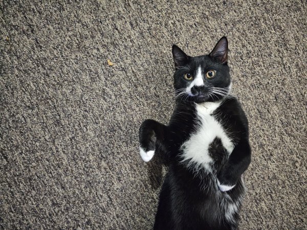 Safe Domestic Short Hair in Taunton, MA