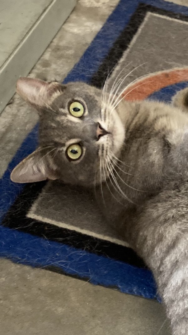 Safe Domestic Short Hair in Gainesville, FL