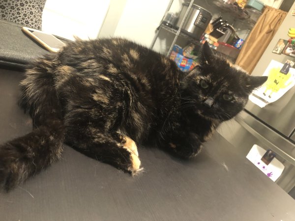 Safe Domestic Short Hair in Malden, MA